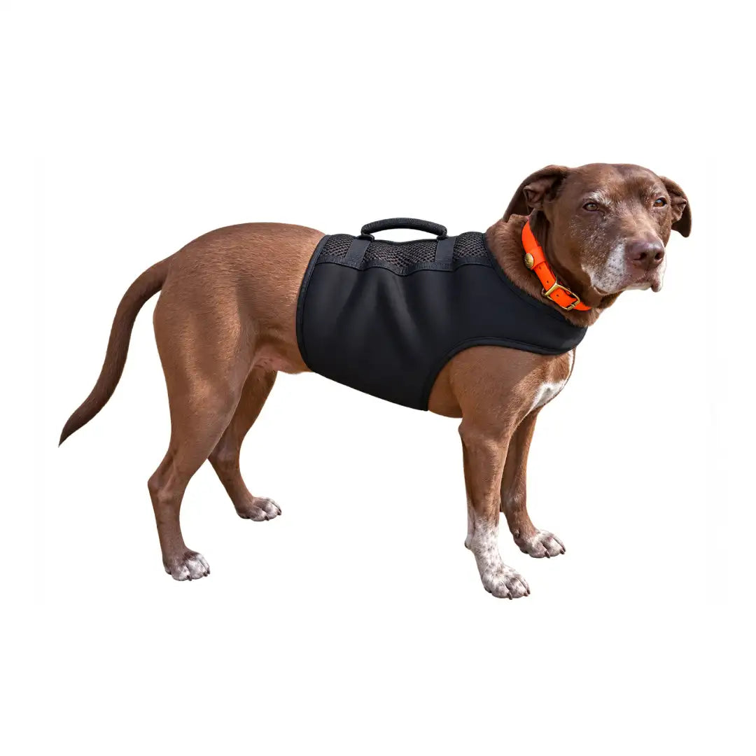 Finnegan’s Cape Dog Mobility Vest